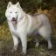 Samusky