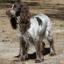 Russian Spaniel