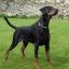 Dobermann