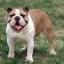 Bulldog
