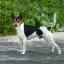 Tenterfield Terrier