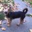 Yorkie Russell -- Yorkshire Terrier X Jack Russell Terrier