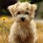 Yorktese -- Yorkshire Terrier X Bichon maltais
