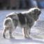 Albanian Shara Mountain Dog
