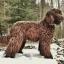 Australian Cobberdog