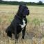 Canadian Cane Corso Pugliese