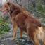 Dakotah Shepherd