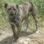 Dogo Sardo