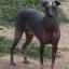 Hairless Khala