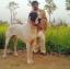 Indian Alangu Mastiff