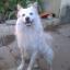 Indian Spitz