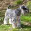 Schnauzer nain