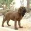 Korean Dosa Mastiff