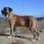 Lakota Mastino