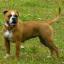 Leavitt Bulldog
