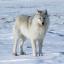 Loup arctique