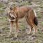 Loup d'Abyssinie