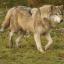 Loup de l'Est