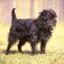 Affenpinscher