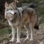 Loup de Sibérie
