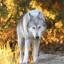 Loup du Canada