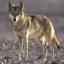 Loup d’Egypte