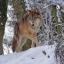 Loup mongol