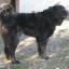 Macedonian Karaman Shepherd
