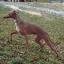 Mahratta Greyhound