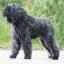 Bouvier des Flandres
