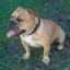 Miniature Australian Bulldog