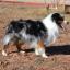 Miniature Australian Shepherd