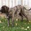 Nebolish Mastiff