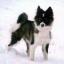 Nenets Herding Laika