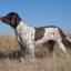 Old Danish Pointer