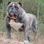 Olde Victorian Bulldogge