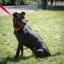 Phu Quoc Ridgeback Dog