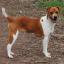 Plummer Terrier