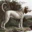 Talbot Hound