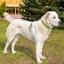 Uzbekistan Shepherd Dog