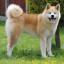 Akita Inu