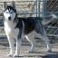 Alaskan Husky
