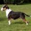 Bull Terrier miniature