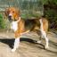 Chien courant d'Estonie