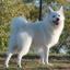 American Eskimo Dog
