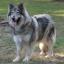 Native American Indian Dog