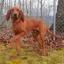 Redbone Coonhound