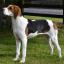 Treeing Walker Coonhound
