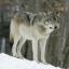 Loup gris