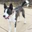 Akita Pit -- Akita Inu X American Pit Bull Terrier